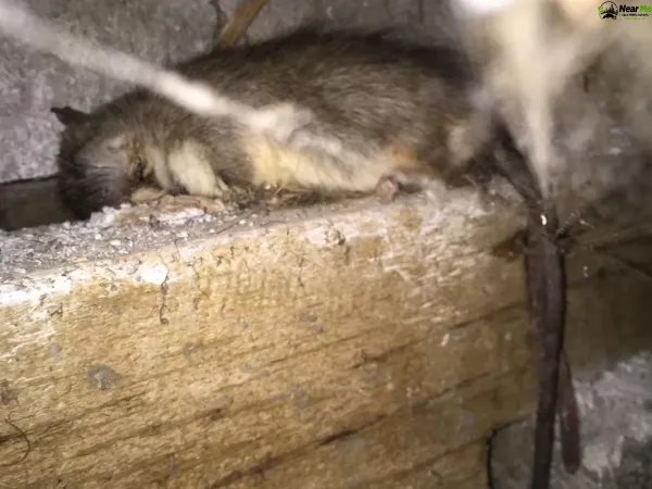 Dead Rat Removal Chermside